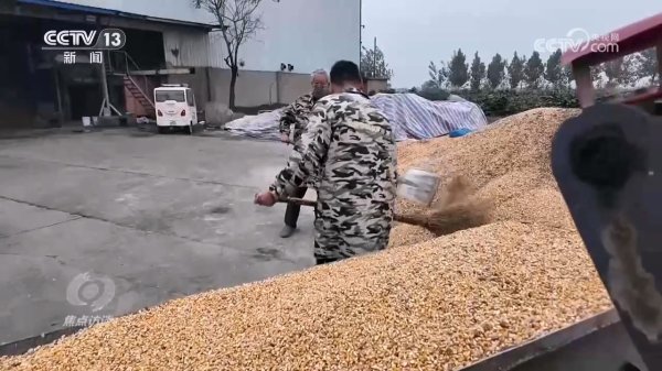 小散配资 焦点访谈｜秋粮抢收抢烘 这场“保卫战”如何打好？